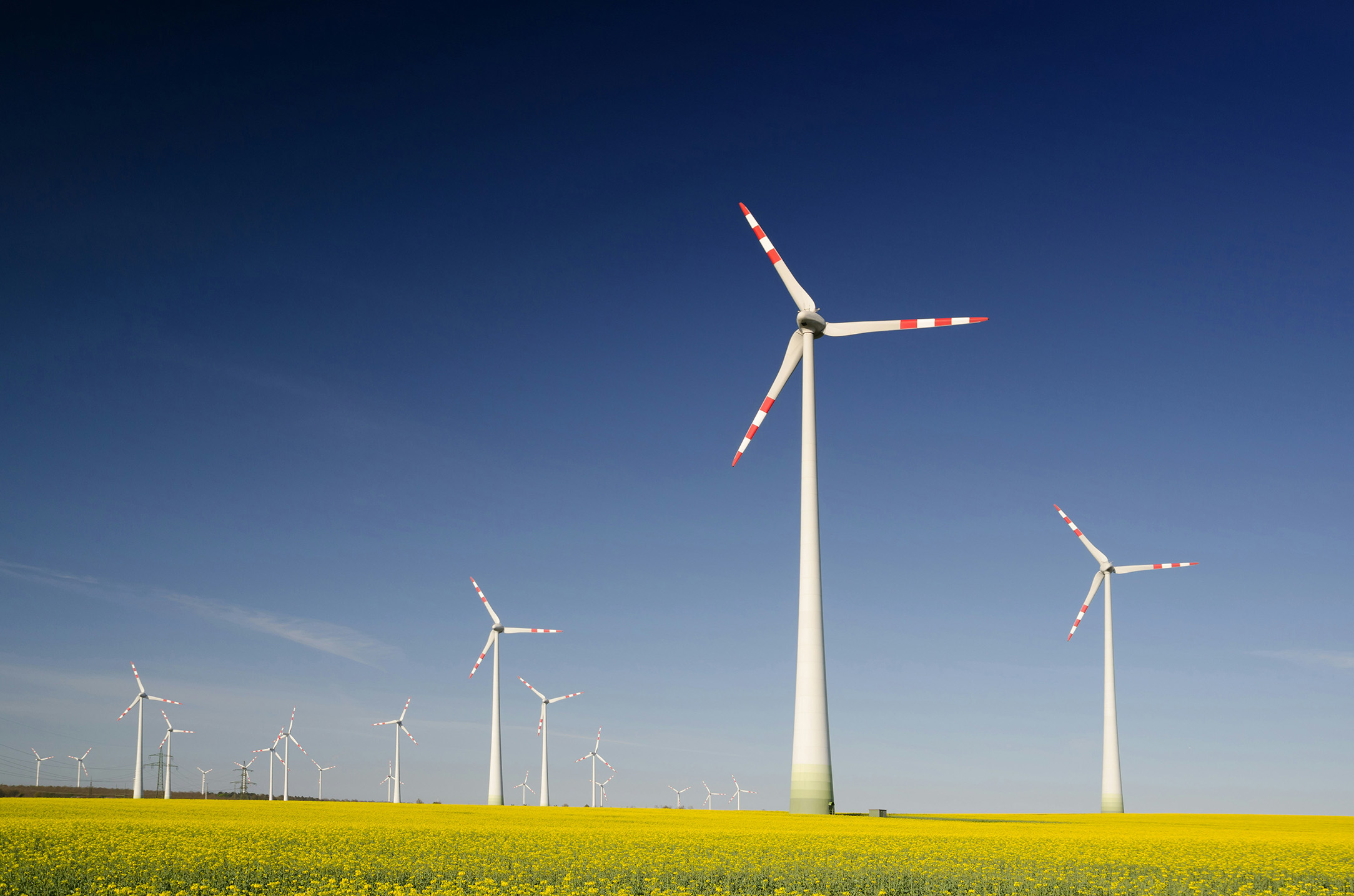 Wind turbines above a field of rapeseed